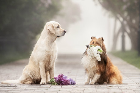 Hundebedarf Neuheiten