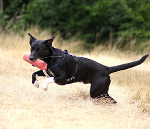Hunde