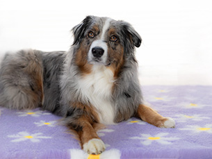 Hunde