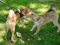 Hunde