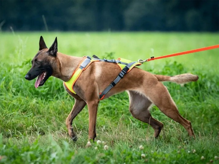 Grossenbacher Hundegeschirre