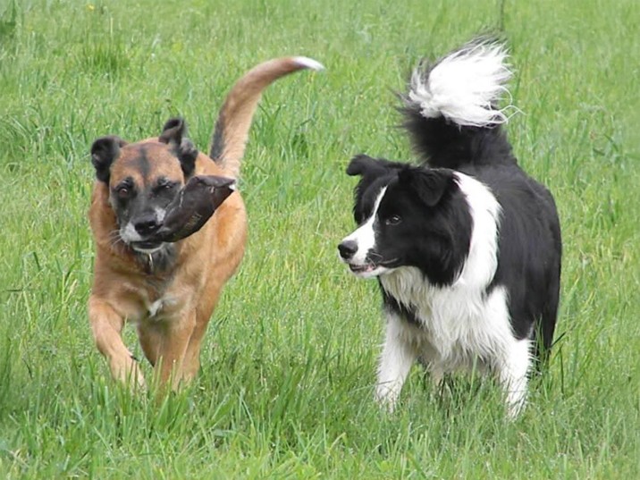 So spricht dein Hund Teil 2