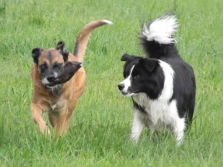 So spricht dein Hund Teil 2