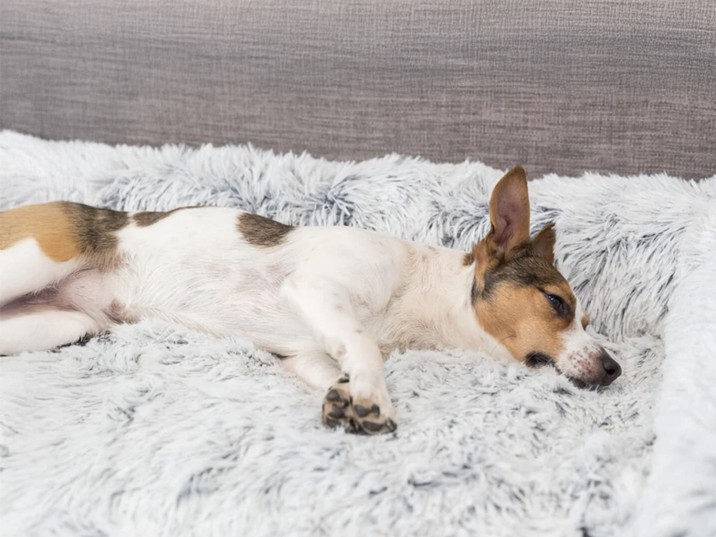 Der Couchpotatoe