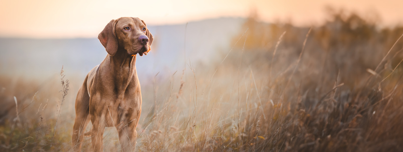 Ruffwear