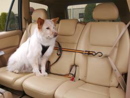 Kurgo Auto Zip Line Rückhaltesystem für Hunde