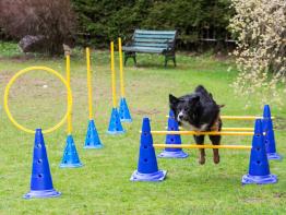 Dog Agility Wunsch-Parcours