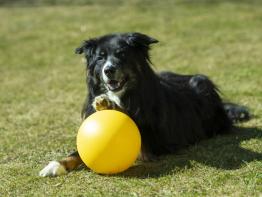 Treibball für Hunde 20 cm