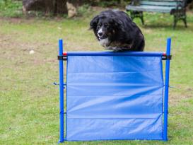 Obedience Sprunghürde mit Tragetasche