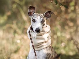 Dog's Finest Windhund Snood aus Fleece