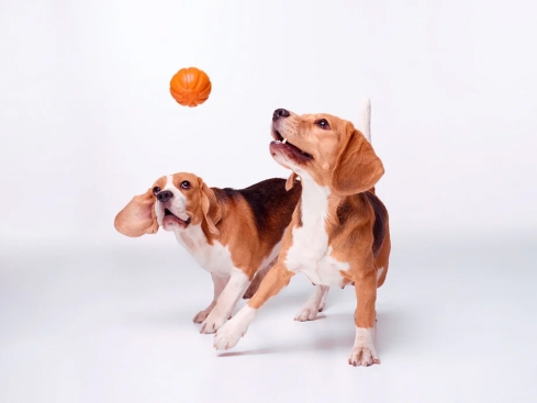 Liker strapazierfähiger Hundeball orange