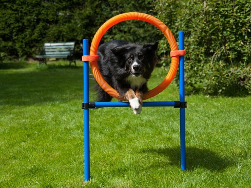 Dog Agility Champion Sprungring 50 cm