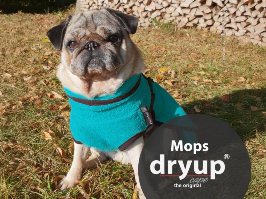 Dryup Cape Hundebademantel Mops petrol 1