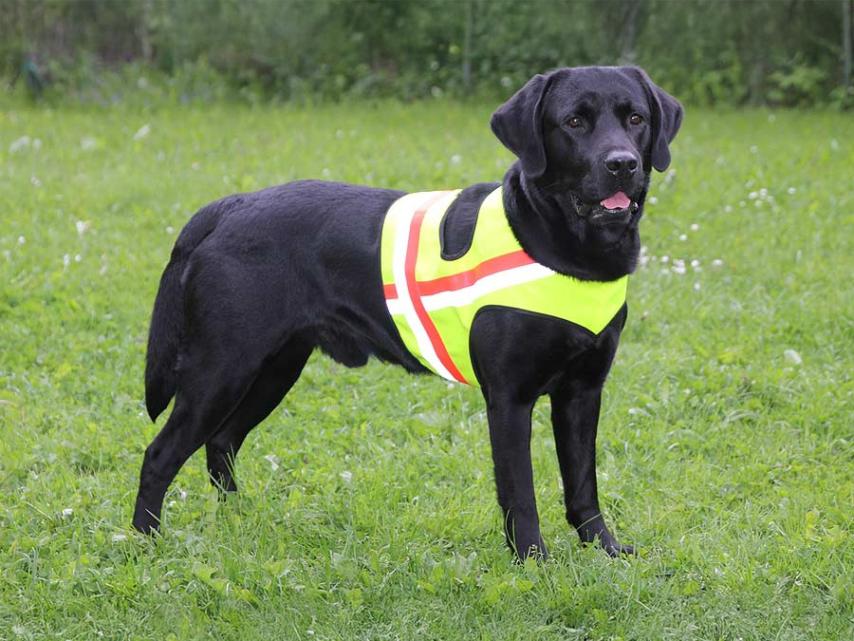 Profi Hunde Warnweste 3 1