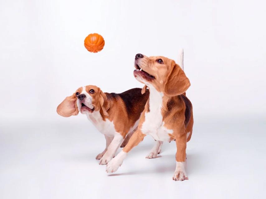 Liker strapazierfähiger Hundeball orange 1
