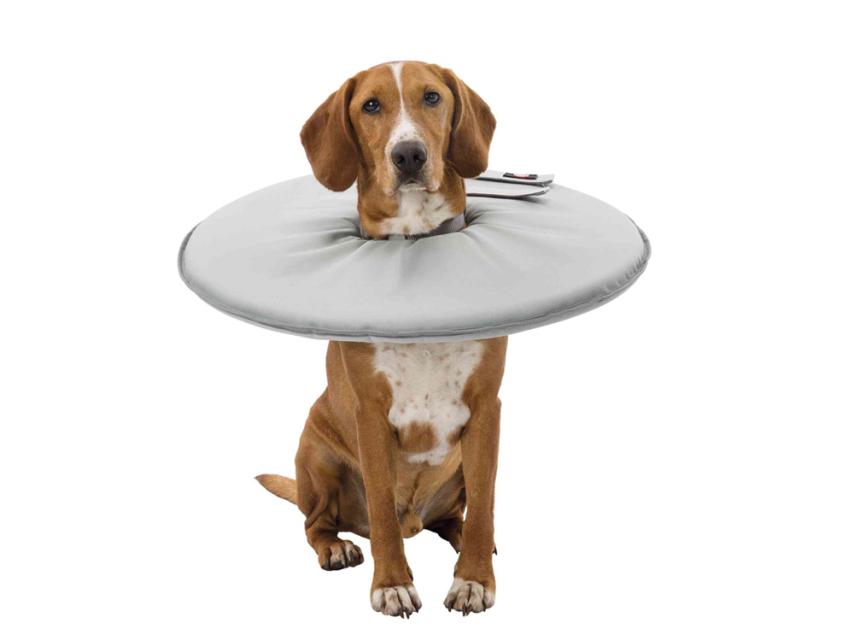 Schutzkragen für Hunde L 1