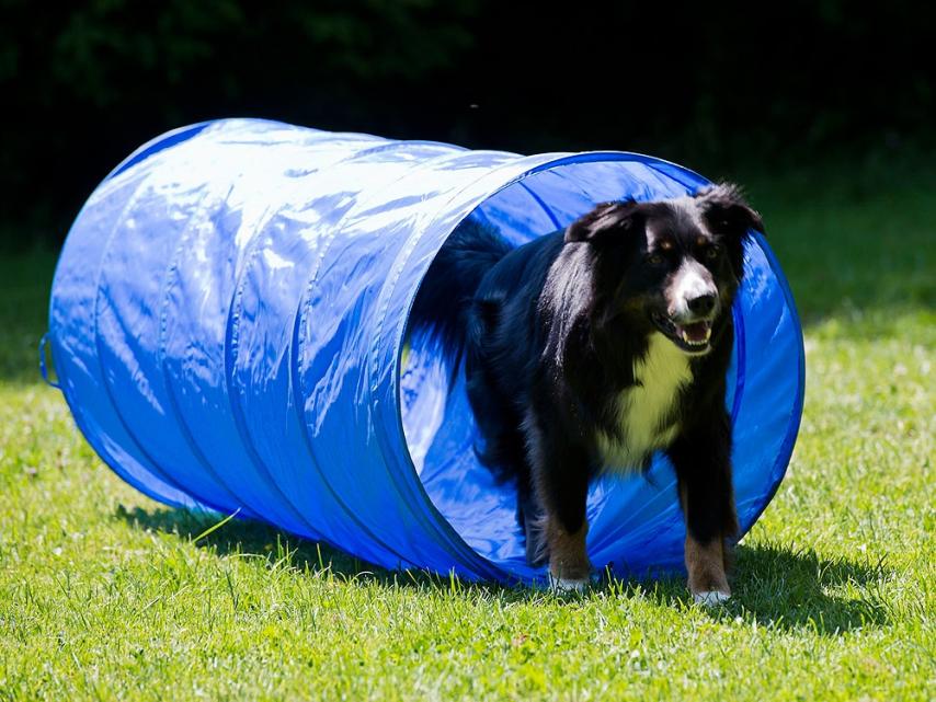 Dog Agility Tunnel 152cm x 60cm B-Ware 1