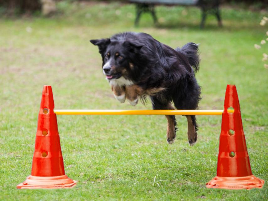 Dog Agility Pylonenhürde Kegelhürde 51 cm rot 3-er Set (3 Hürden) 1
