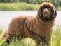 Dryup Cape Hundebademantel BIG braun 1