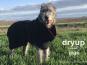 Dryup Cape Hundebademantel Giga schwarz 1