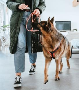 Hunter Sicherheitsgeschirr Maldon orange/grau 10