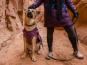 Ruffwear Overcoat Fuse Hundemantel-Geschirr Purple Rain 12