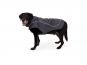 Ruffwear Overcoat Fuse Hundemantel-Geschirr Basalt Gray 12