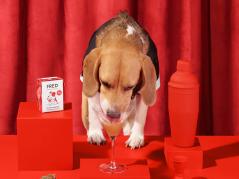 FRED Dog Drink "Wuffmopolitan" Cocktail für Hunde 2