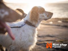 Non-Stop Dogwear Hundehalsband Roam Collar orange 2