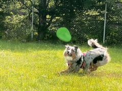 Moby Softbaits Soft Frisbee für Hunde Lemon Sunshine 2