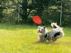 Moby Softbaits Soft Frisbee für Hunde Orange 2