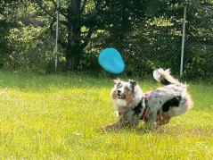 Moby Softbaits Soft Frisbee für Hunde Türkis 2