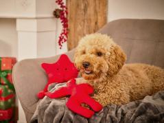 Wolters Christmas Range roter Elch Plüschspielzeug für Hunde 2