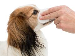 Eye Care Augenpflege-Pads für Hunde 2