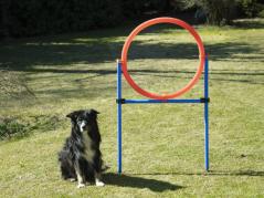 Dog Agility Champion Sprungring 70 cm 2