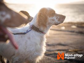 Non-Stop Dogwear Hundehalsband Roam Collar orange M 2
