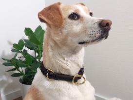 Relaxoo Fettleder Zugstopp-Halsband geflochten Messing Just Hundesport Edition 4 2