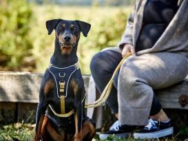 Wolters Hundegeschirr Professional Comfort curry gelb 90 - 110 cm 2