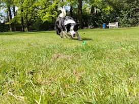 Dog Comets Star Chaser Jagdspielzeug für Hunde 2