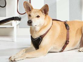 Wolters Hundegeschirr Professional Comfort graphit 2