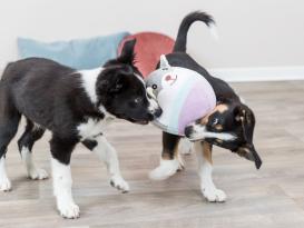 Junior Plüschbär Hundespielzeug 2