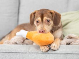 Hunde-Plüschspielzeug Oktoberfest Haxe 2