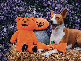 Halloween Plüschspielzeug Kürbis-Bär für Hunde 2