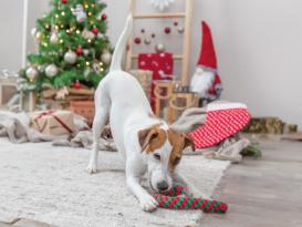 Weihnachts-Tauspielzeug für Hunde Zuckerstange 2