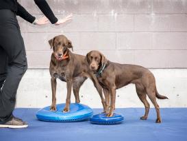 FitPAWS® Balance Disc blau 36 cm 2