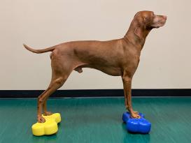 FitPAWS® K9 FITbone™ MINI 2-er Set razzleberry 2