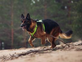 Rukka Pets Hundegeschirr Form Neon XS B-Ware 2