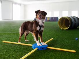 FitPAWS® FitKinect Core Training-Set für Hunde 2