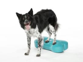 FitPAWS® K9 FITbone 2