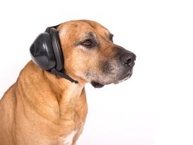 Mutt Muffs® Gehörschutz für Hunde -schwarz- -XS- 2